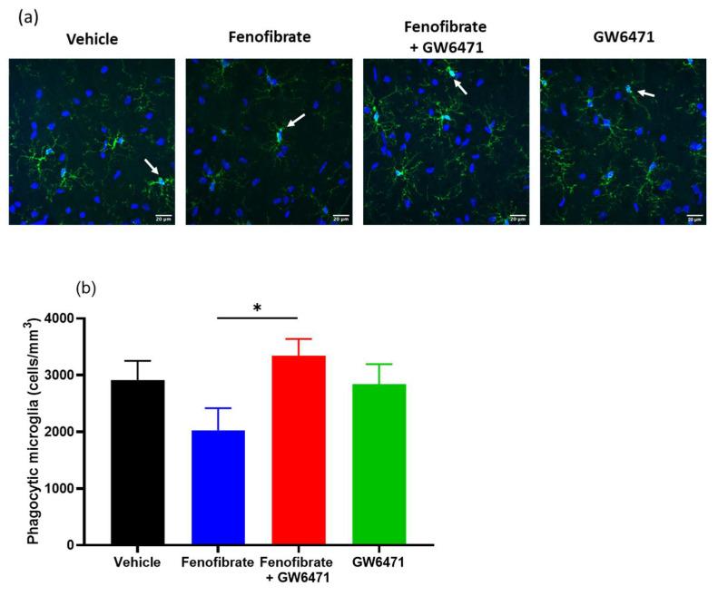 https://cdn.ncbi.nlm.nih.gov/pmc/blobs/6882/10525752/f08a948135ee/antioxidants-12-01758-g005.jpg