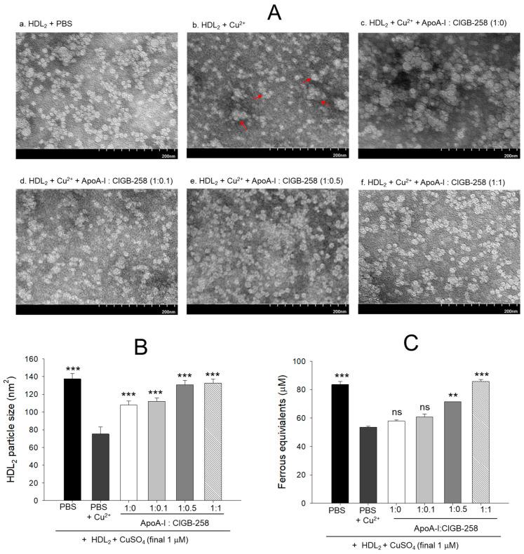 https://cdn.ncbi.nlm.nih.gov/pmc/blobs/6883/11428460/c7adfe0d25e0/antioxidants-13-01049-g002.jpg
