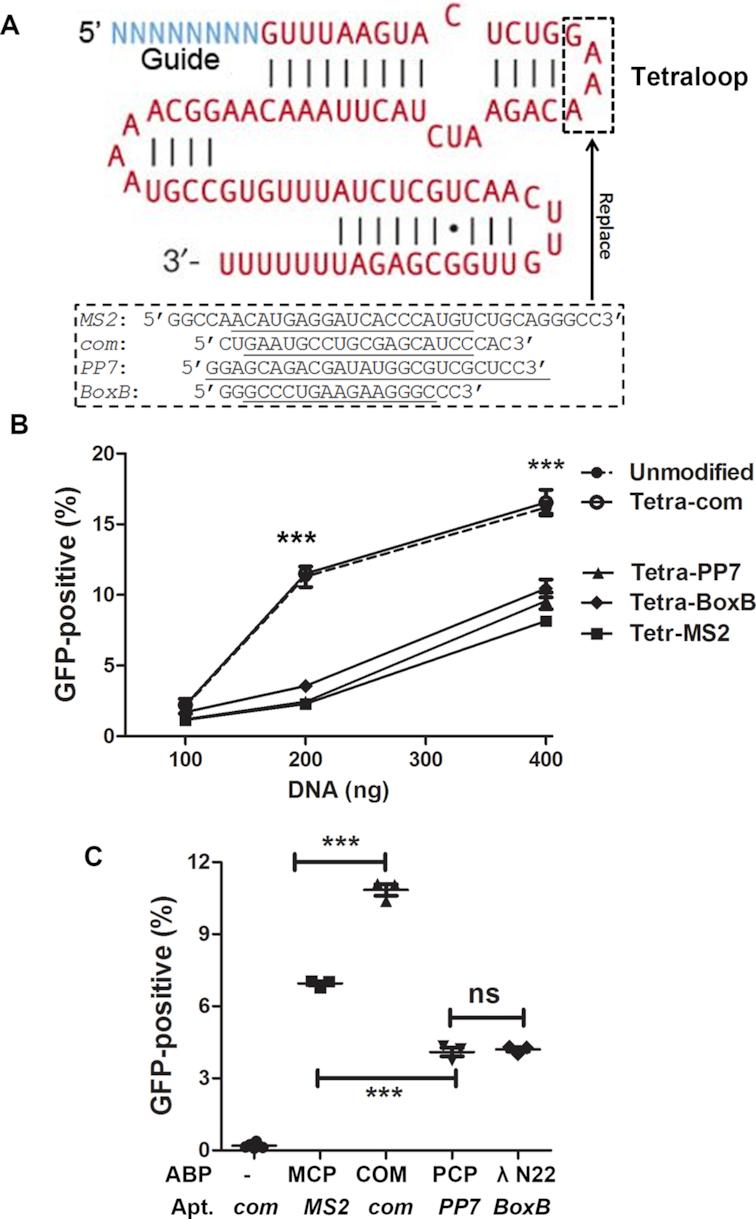 https://cdn.ncbi.nlm.nih.gov/pmc/blobs/6884/6753487/bda8ce8b3130/gkz605fig2.jpg
