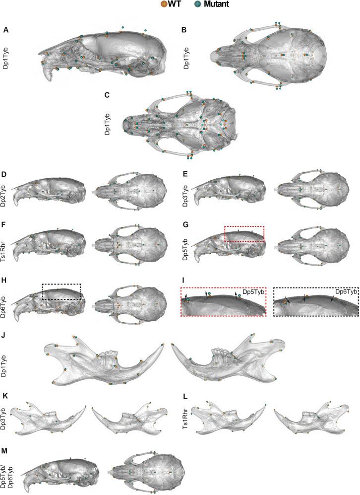 https://cdn.ncbi.nlm.nih.gov/pmc/blobs/6885/10163349/bb4d58c390f7/develop-150-201077-g3.jpg