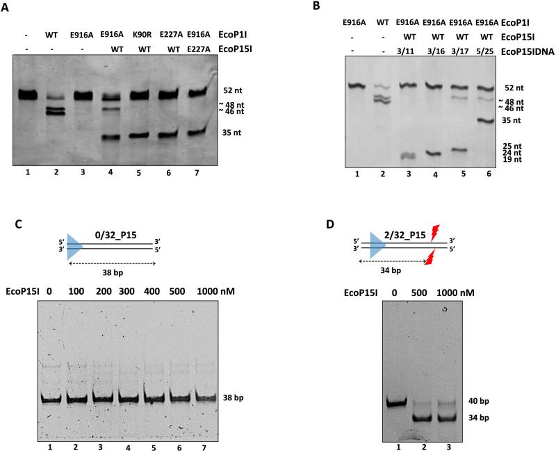 https://cdn.ncbi.nlm.nih.gov/pmc/blobs/6885/6158743/f398c6576bc2/gky344fig3.jpg
