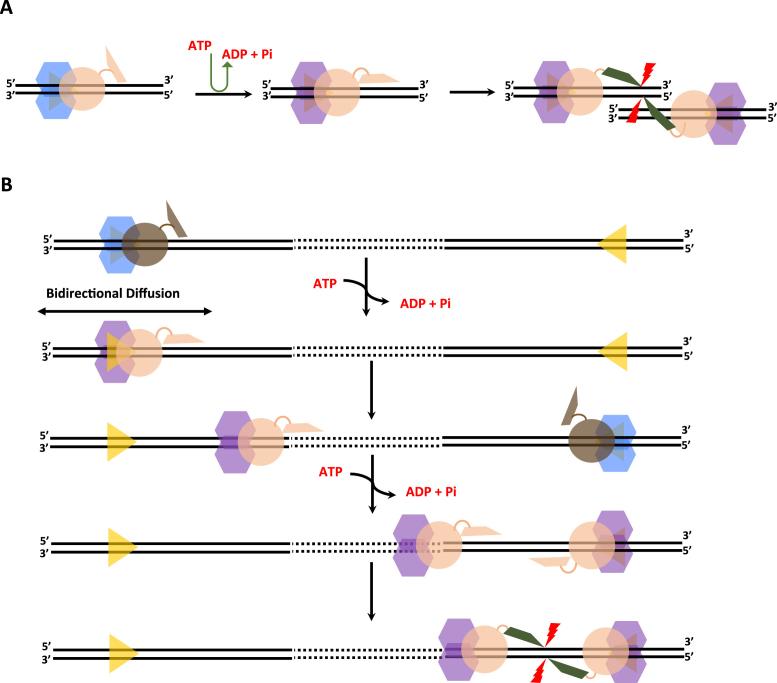 https://cdn.ncbi.nlm.nih.gov/pmc/blobs/6885/6158743/f68f4c6a73a0/gky344fig5.jpg