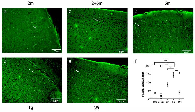 https://cdn.ncbi.nlm.nih.gov/pmc/blobs/6886/10003411/4224c1864b62/ijms-24-04805-g004.jpg