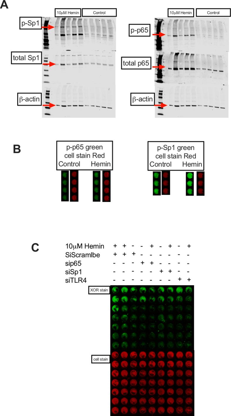 https://cdn.ncbi.nlm.nih.gov/pmc/blobs/6886/10506059/0155af342a73/mmcfigs4.jpg