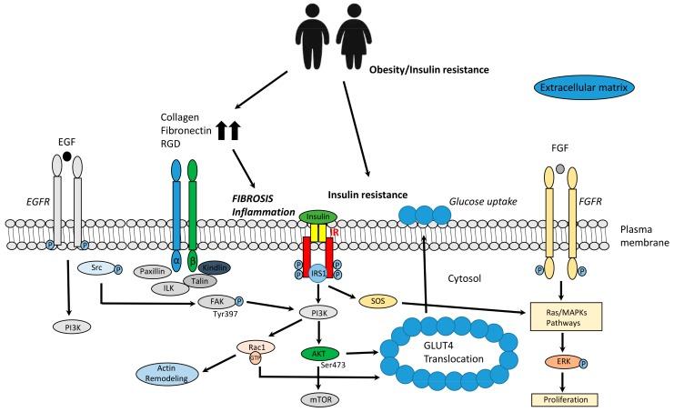 https://cdn.ncbi.nlm.nih.gov/pmc/blobs/6888/6801592/f1db0fc060b5/ijms-20-04888-g001.jpg