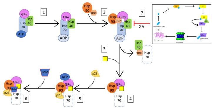 https://cdn.ncbi.nlm.nih.gov/pmc/blobs/688f/8533966/751498958d8d/cells-10-02529-g005.jpg