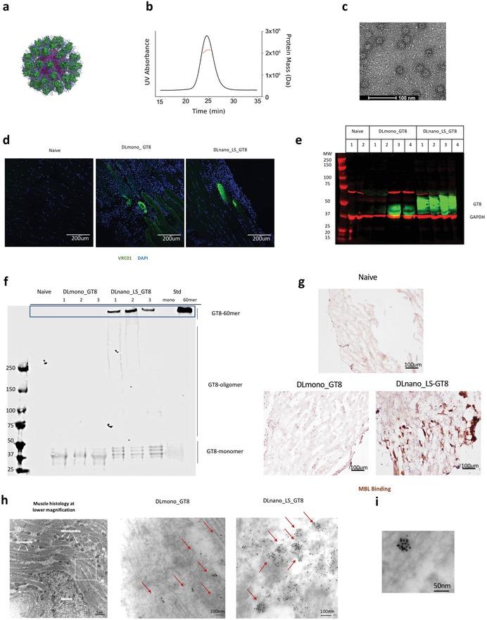 https://cdn.ncbi.nlm.nih.gov/pmc/blobs/6893/7175333/542eaa1f4b87/ADVS-7-1902802-g001.jpg