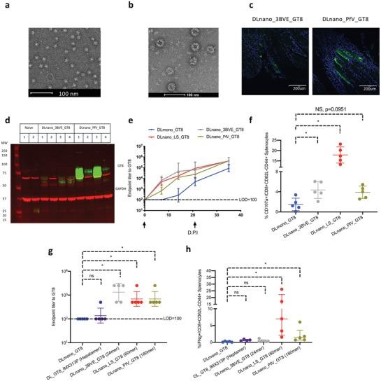 https://cdn.ncbi.nlm.nih.gov/pmc/blobs/6893/7175333/cba9fe623753/ADVS-7-1902802-g004.jpg