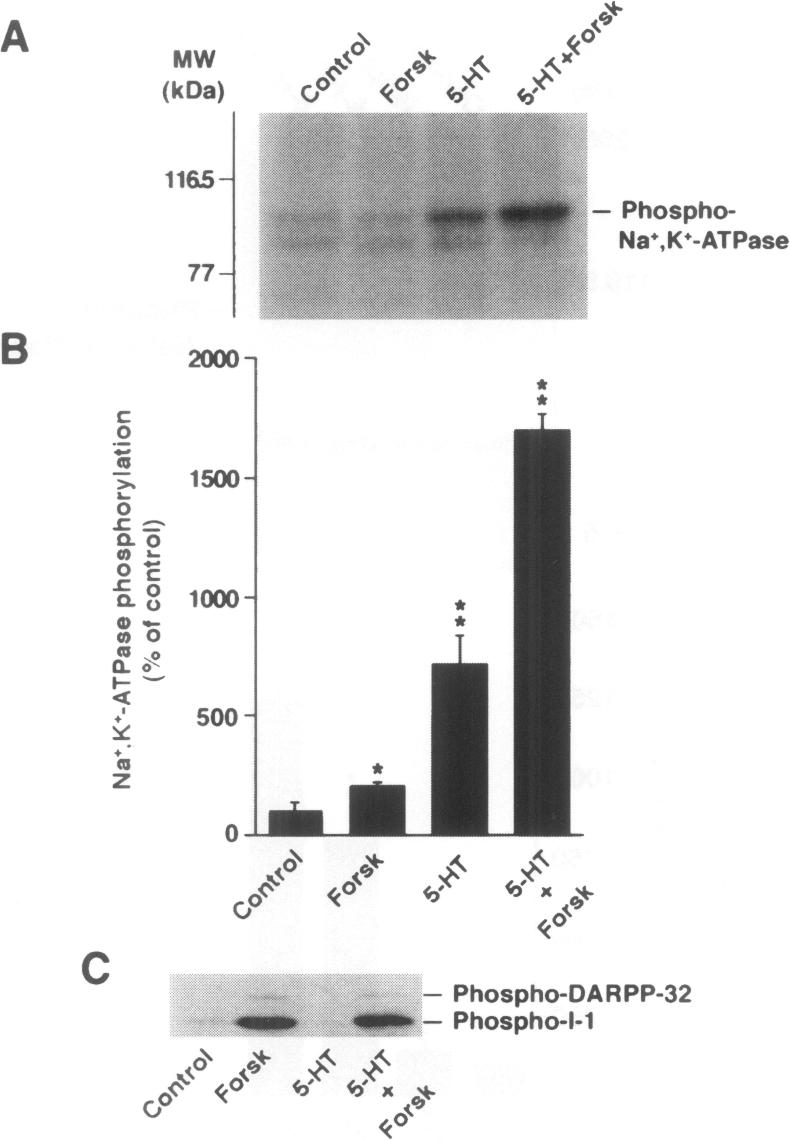 https://cdn.ncbi.nlm.nih.gov/pmc/blobs/6894/2230359/14fee016ba8d/molmed00016-0067-b.jpg