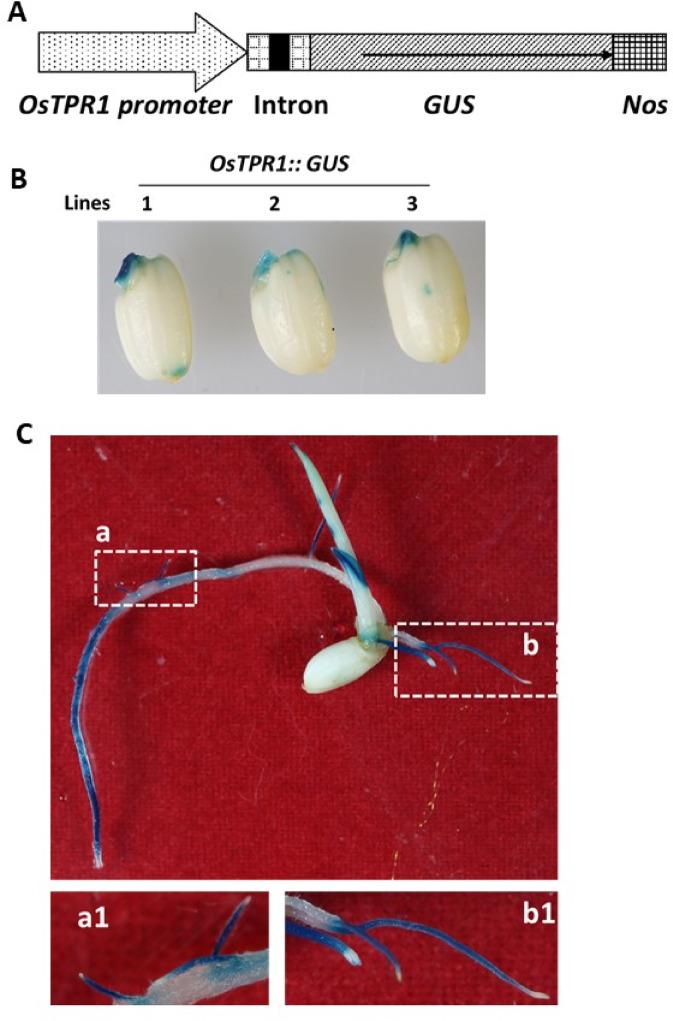 https://cdn.ncbi.nlm.nih.gov/pmc/blobs/6897/12280221/e47c93b9ba0f/41598_2025_10224_Fig2_HTML.jpg