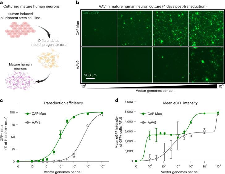 https://cdn.ncbi.nlm.nih.gov/pmc/blobs/689a/10575780/d48e6727a43c/41565_2023_1419_Fig5_HTML.jpg