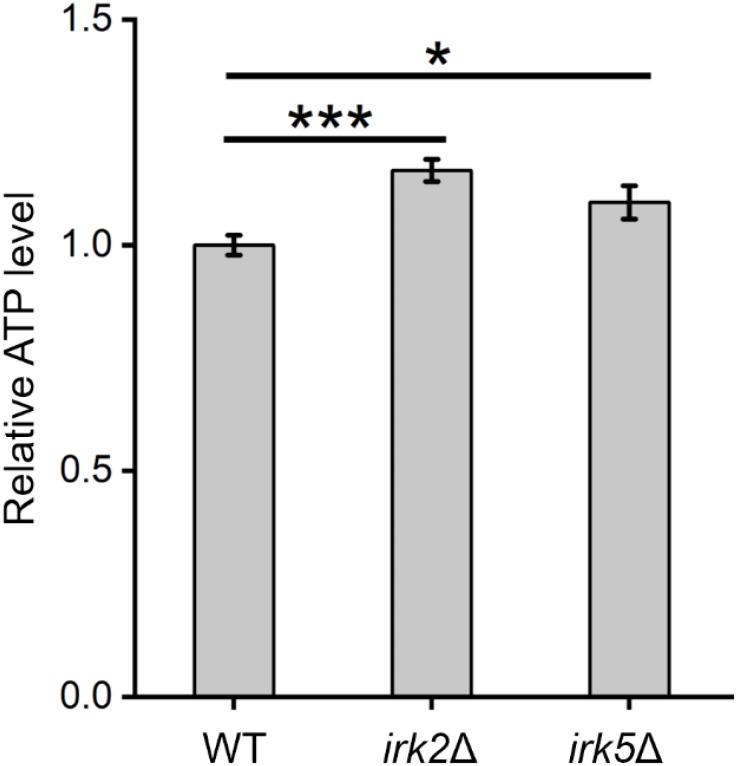 https://cdn.ncbi.nlm.nih.gov/pmc/blobs/689e/12214898/783130d2d95a/fcimb-15-1600041-g004.jpg