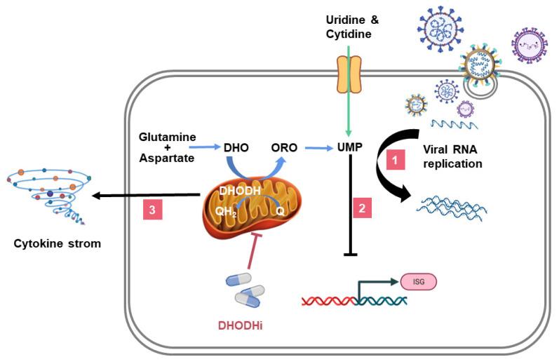 https://cdn.ncbi.nlm.nih.gov/pmc/blobs/689e/9146014/671e45316907/viruses-14-00928-g002.jpg