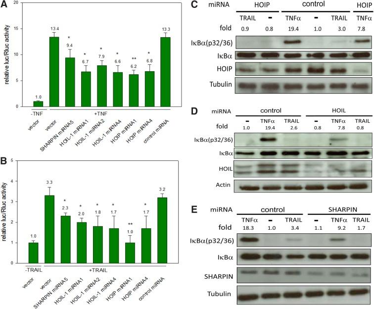 https://cdn.ncbi.nlm.nih.gov/pmc/blobs/68ae/5982153/71fa014e1184/fig-3.jpg