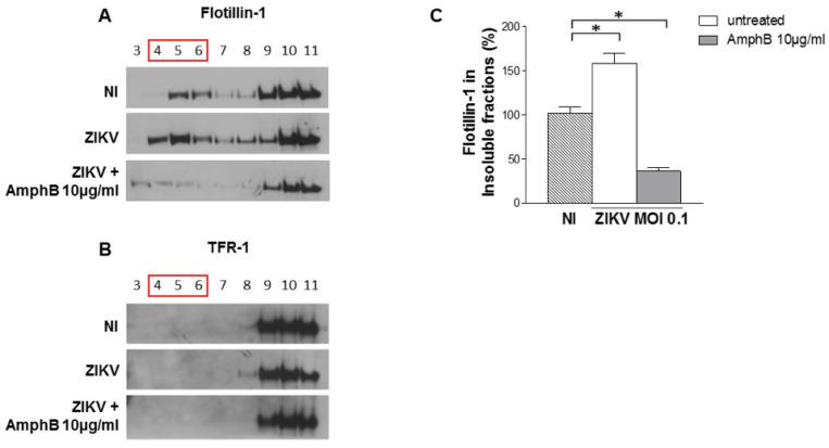 https://cdn.ncbi.nlm.nih.gov/pmc/blobs/68b0/9506595/d02f1b155668/viruses-14-02059-g003.jpg