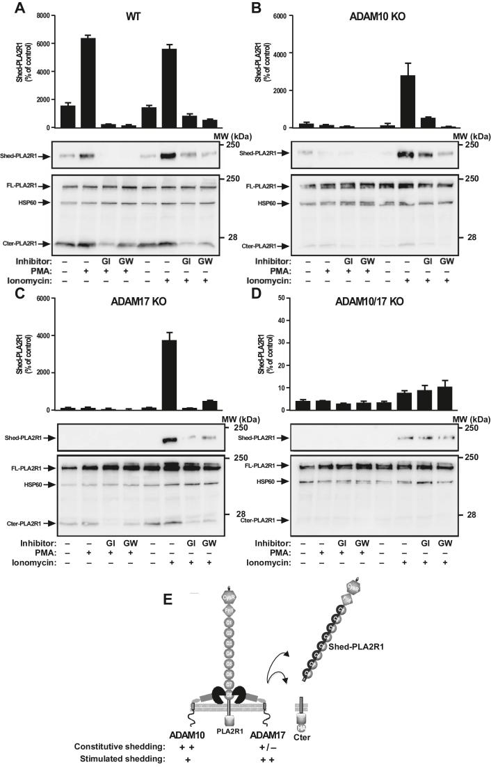 https://cdn.ncbi.nlm.nih.gov/pmc/blobs/68b2/11301074/504b6539e885/gr7.jpg