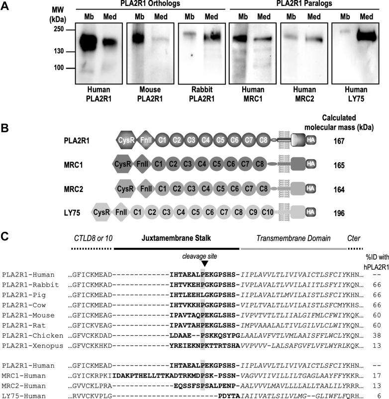 https://cdn.ncbi.nlm.nih.gov/pmc/blobs/68b2/11301074/a82a1086206e/gr3.jpg