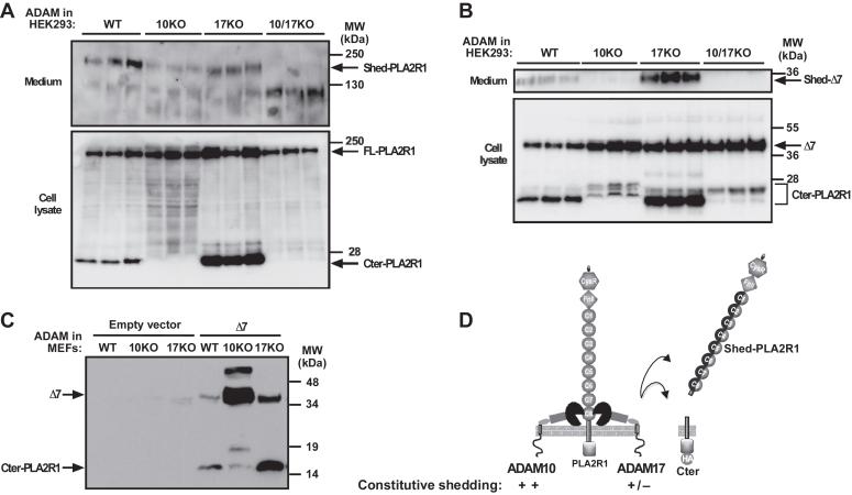 https://cdn.ncbi.nlm.nih.gov/pmc/blobs/68b2/11301074/e16d679e5f9c/gr6.jpg