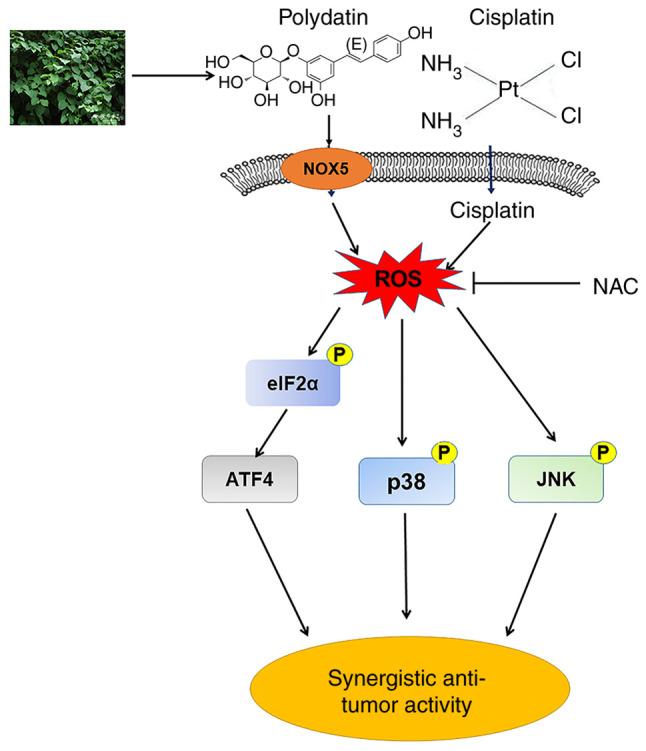 https://cdn.ncbi.nlm.nih.gov/pmc/blobs/68b3/11251743/2dd8e81873c7/ijo-65-02-05665-g08.jpg
