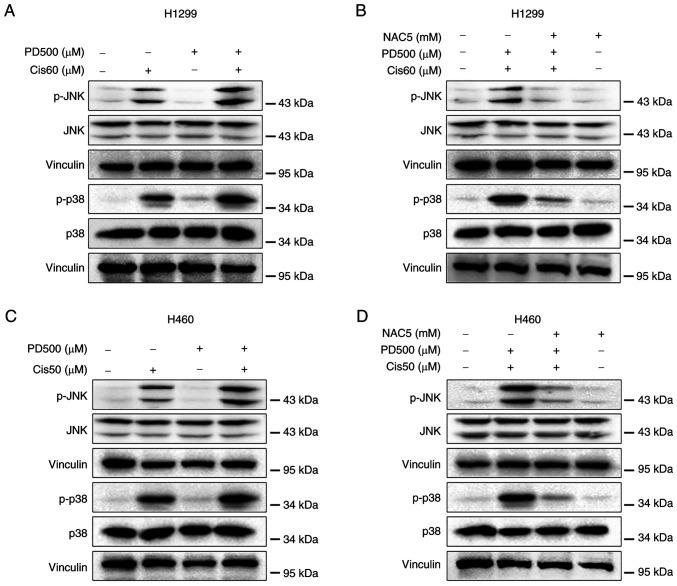 https://cdn.ncbi.nlm.nih.gov/pmc/blobs/68b3/11251743/3c6c4eef56cd/ijo-65-02-05665-g04.jpg
