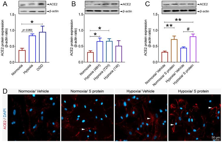 https://cdn.ncbi.nlm.nih.gov/pmc/blobs/68b6/8590447/698ce31e73c3/gr7_lrg.jpg