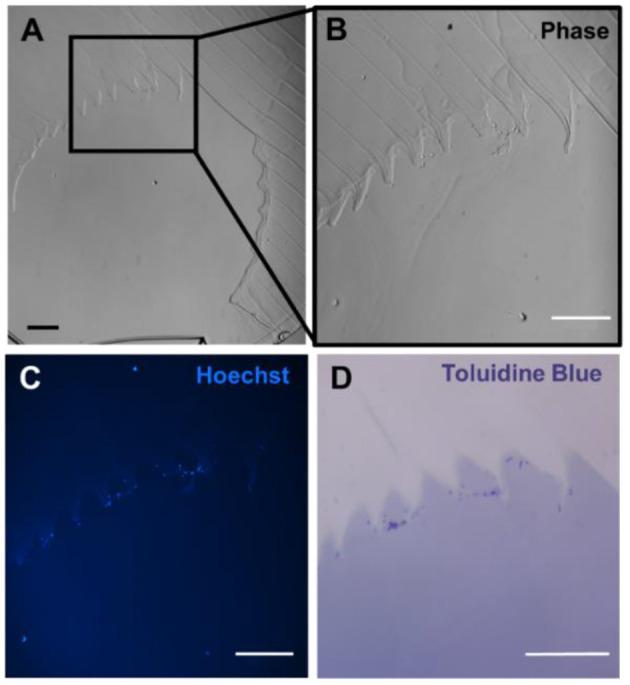 https://cdn.ncbi.nlm.nih.gov/pmc/blobs/68b7/8215112/261f9053f33e/fcvm-08-629313-g0005.jpg