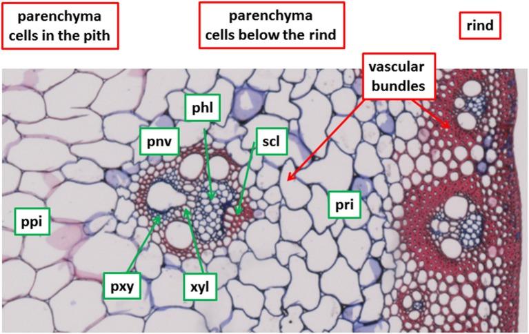 https://cdn.ncbi.nlm.nih.gov/pmc/blobs/68b9/5826215/d030da1202e4/fpls-09-00200-g0001.jpg