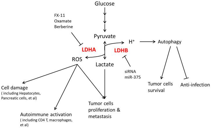 https://cdn.ncbi.nlm.nih.gov/pmc/blobs/68ba/9672381/015231c2491b/fphys-13-1038421-g003.jpg