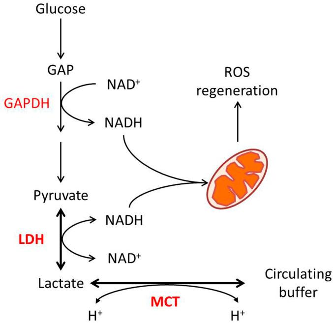 https://cdn.ncbi.nlm.nih.gov/pmc/blobs/68ba/9672381/5dcb396e5d10/fphys-13-1038421-g001.jpg