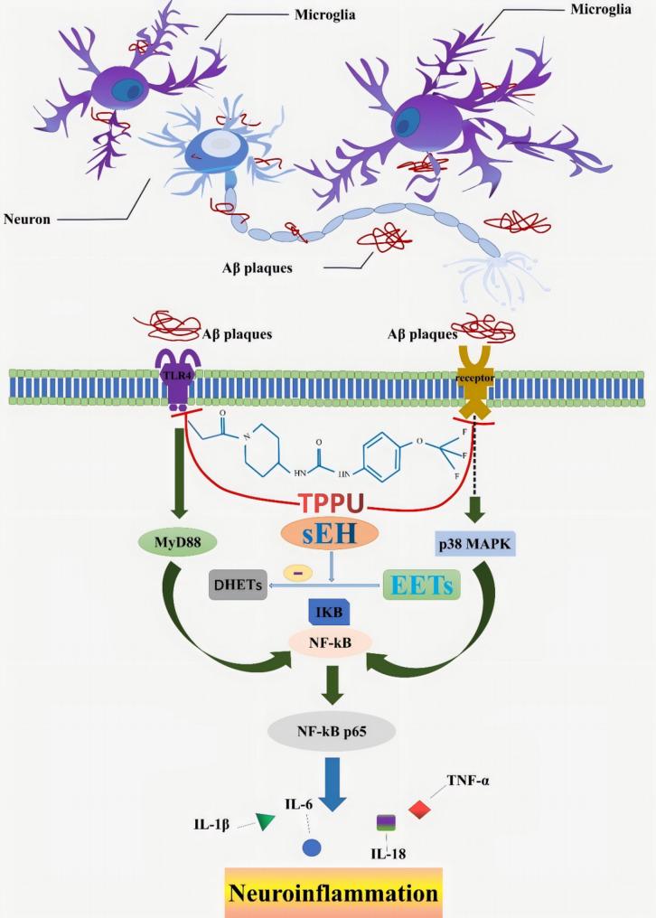 https://cdn.ncbi.nlm.nih.gov/pmc/blobs/68bd/12183823/08b7e450e7f4/12950_2025_449_Fig9_HTML.jpg