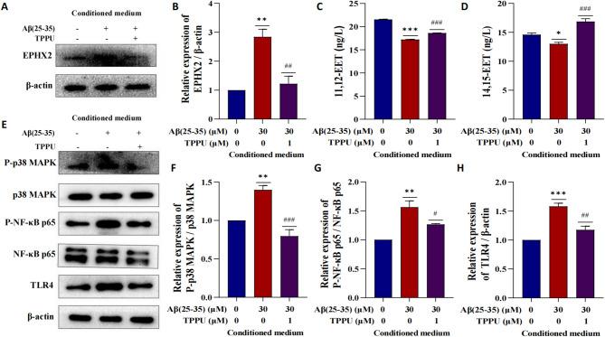 https://cdn.ncbi.nlm.nih.gov/pmc/blobs/68bd/12183823/0aa8bac41181/12950_2025_449_Fig8_HTML.jpg