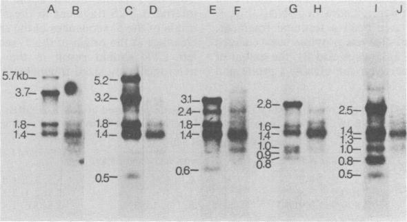https://cdn.ncbi.nlm.nih.gov/pmc/blobs/68c0/256822/356ad2bd3f71/jvirol00162-0127-b.jpg