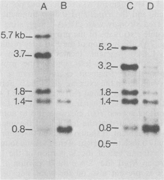https://cdn.ncbi.nlm.nih.gov/pmc/blobs/68c0/256822/4b3b32f7b7c5/jvirol00162-0127-a.jpg