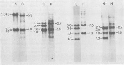https://cdn.ncbi.nlm.nih.gov/pmc/blobs/68c0/256822/6b0e34cbdf0c/jvirol00162-0126-a.jpg