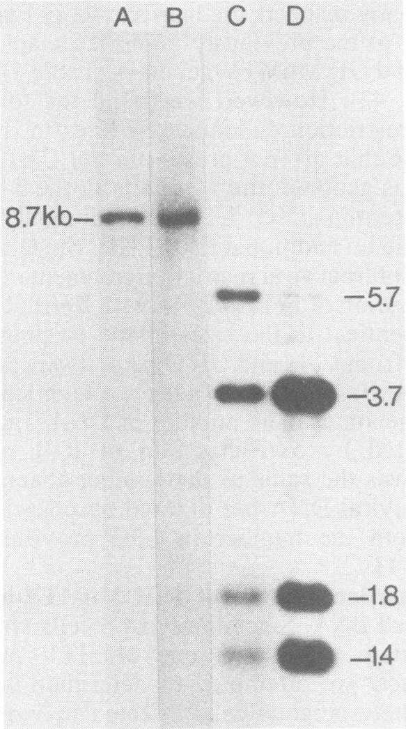 https://cdn.ncbi.nlm.nih.gov/pmc/blobs/68c0/256822/add2318f515a/jvirol00162-0130-a.jpg