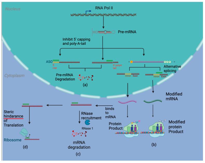https://cdn.ncbi.nlm.nih.gov/pmc/blobs/68c2/11119631/580b618ab421/cancers-16-01944-g001.jpg