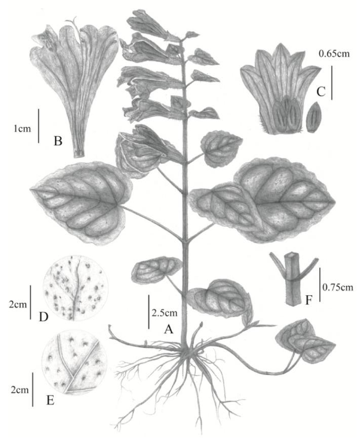 https://cdn.ncbi.nlm.nih.gov/pmc/blobs/68c4/7570357/2017cf8febe8/plants-09-01159-g006.jpg