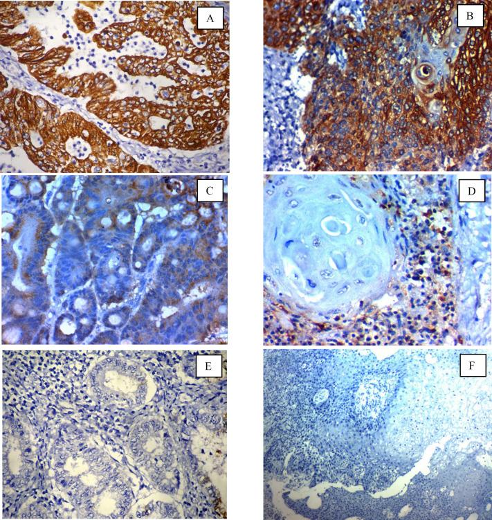 https://cdn.ncbi.nlm.nih.gov/pmc/blobs/68c9/11164314/bbf612431247/ijp-19-10-g001.jpg