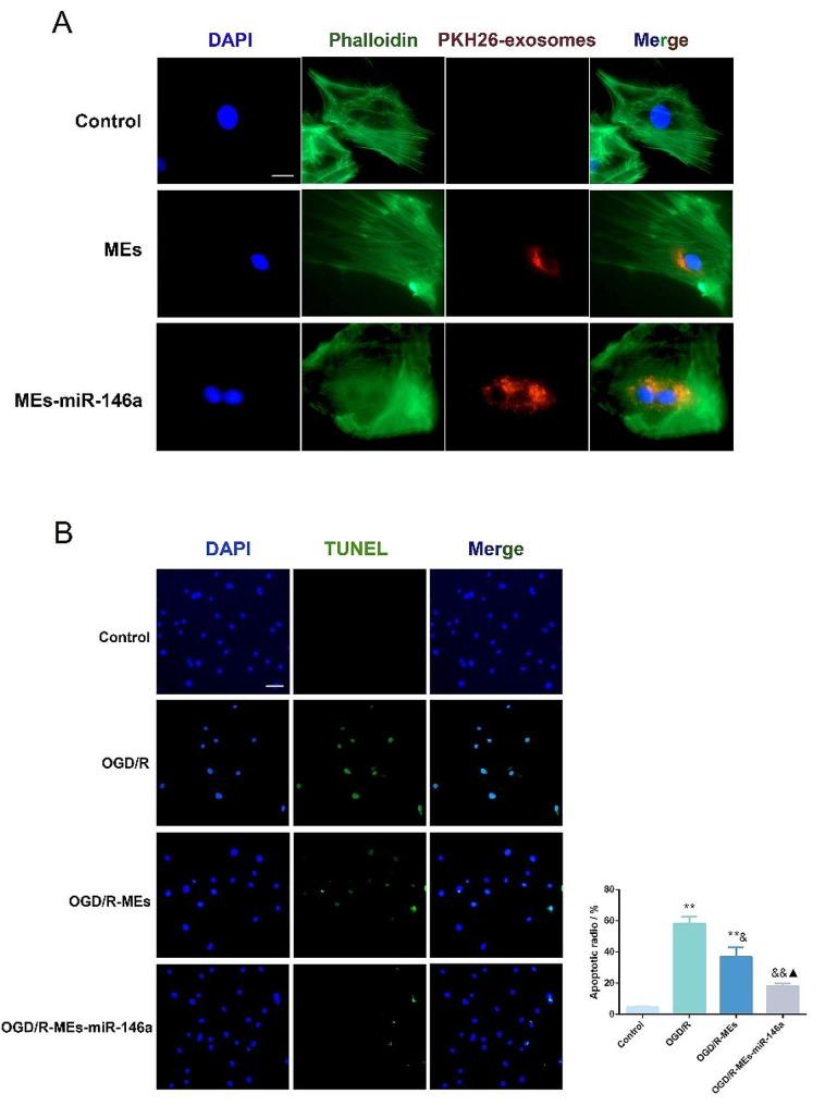 https://cdn.ncbi.nlm.nih.gov/pmc/blobs/68c9/11218161/17360278a2a7/12951_2024_2631_Fig3_HTML.jpg