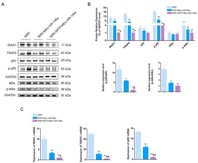 https://cdn.ncbi.nlm.nih.gov/pmc/blobs/68c9/11218161/52e97bd189d0/12951_2024_2631_Fig11_HTML.jpg