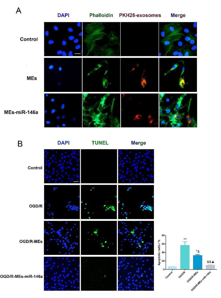https://cdn.ncbi.nlm.nih.gov/pmc/blobs/68c9/11218161/6c9cdc432336/12951_2024_2631_Fig2_HTML.jpg