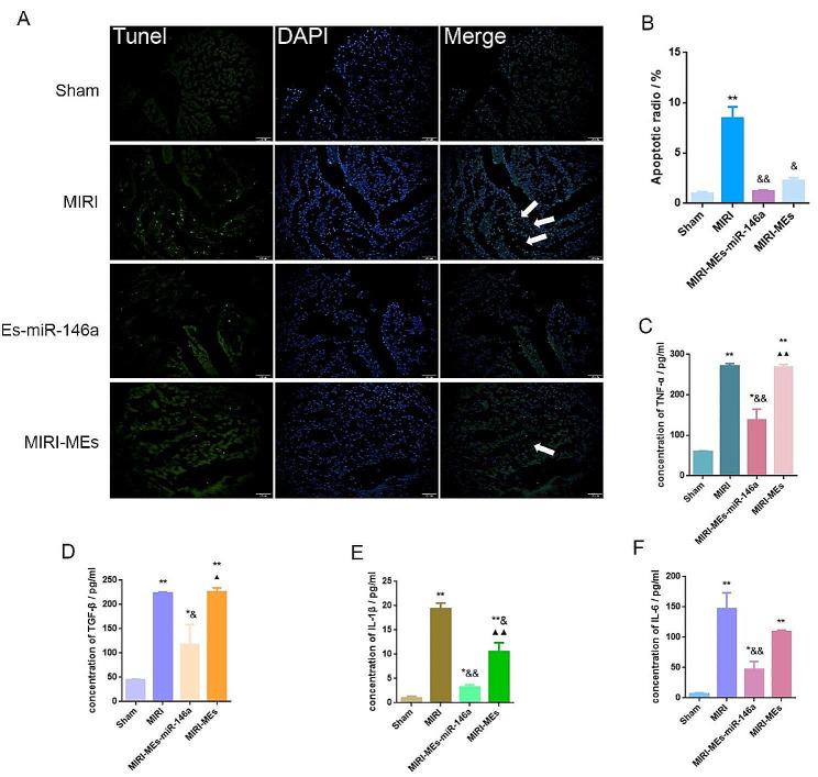 https://cdn.ncbi.nlm.nih.gov/pmc/blobs/68c9/11218161/87ac87e38249/12951_2024_2631_Fig5_HTML.jpg
