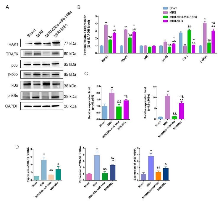https://cdn.ncbi.nlm.nih.gov/pmc/blobs/68c9/11218161/bab371af9603/12951_2024_2631_Fig6_HTML.jpg