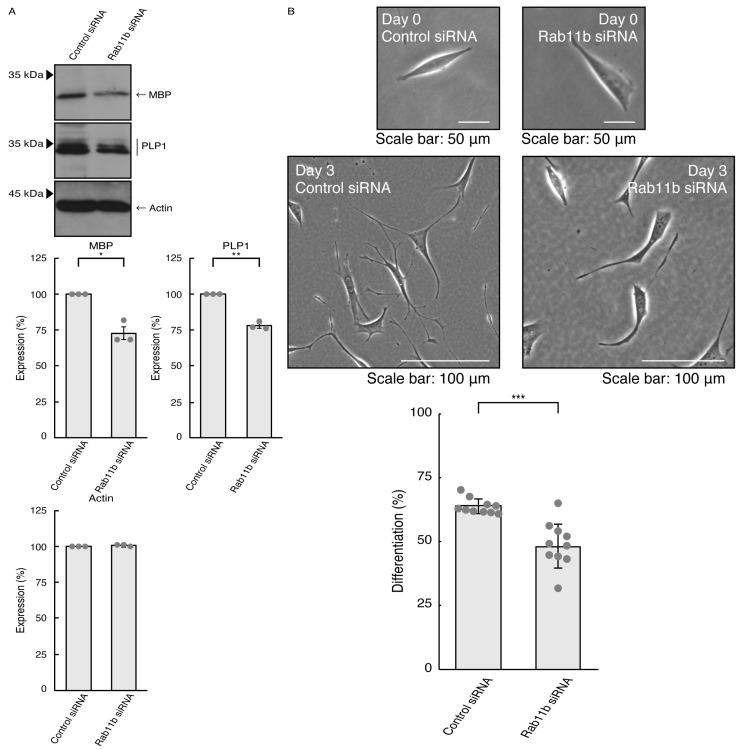https://cdn.ncbi.nlm.nih.gov/pmc/blobs/68d1/10885063/0f9823408947/pathophysiology-31-00008-g006.jpg