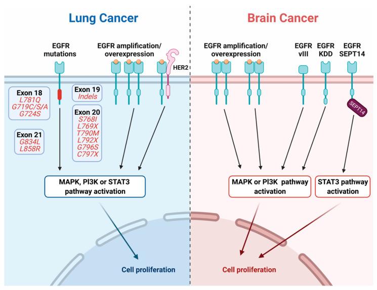 https://cdn.ncbi.nlm.nih.gov/pmc/blobs/68d1/8197917/eca30128ffb3/cancers-13-02748-g002.jpg