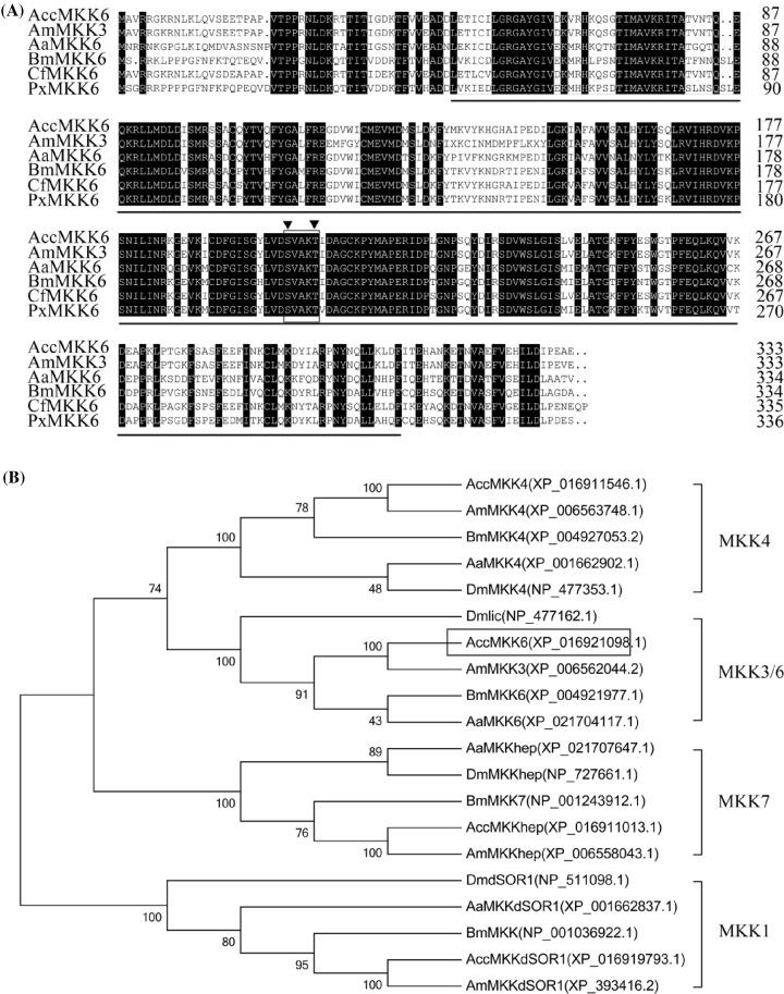https://cdn.ncbi.nlm.nih.gov/pmc/blobs/68d2/6294647/9b99213afbcc/bsr-38-bsr20181301-g1.jpg