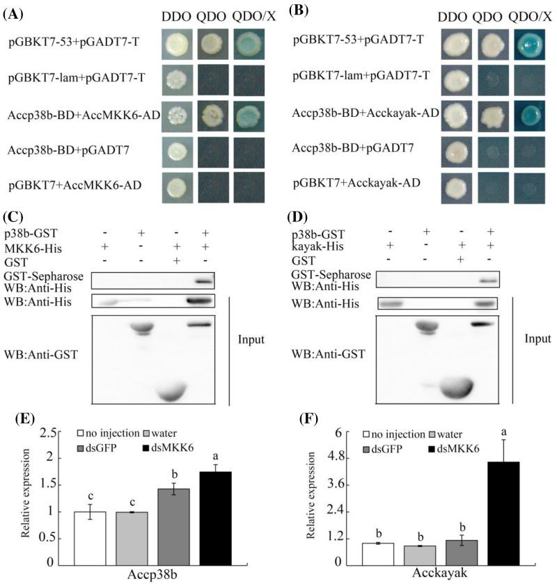 https://cdn.ncbi.nlm.nih.gov/pmc/blobs/68d2/6294647/9ceaf6ef6ebe/bsr-38-bsr20181301-g5.jpg