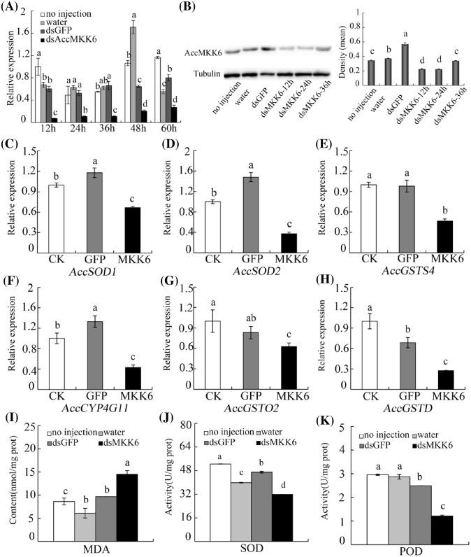 https://cdn.ncbi.nlm.nih.gov/pmc/blobs/68d2/6294647/b3efd70c177a/bsr-38-bsr20181301-g4.jpg