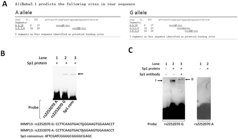 https://cdn.ncbi.nlm.nih.gov/pmc/blobs/68d5/4887914/1355a856ac63/srep27013-f1.jpg