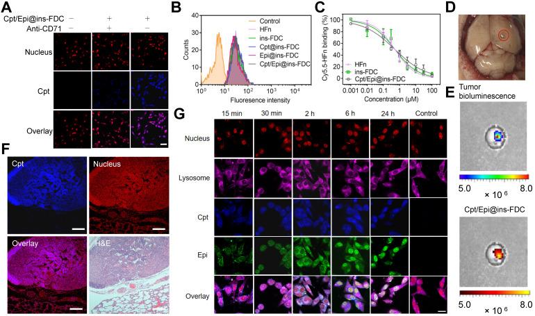 https://cdn.ncbi.nlm.nih.gov/pmc/blobs/68db/8825595/106242264c35/thnov12p1800g004.jpg